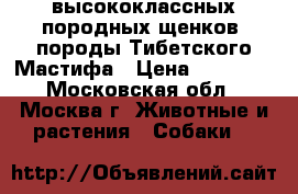 высококлассных породных щенков  породы Тибетского Мастифа › Цена ­ 60 000 - Московская обл., Москва г. Животные и растения » Собаки   